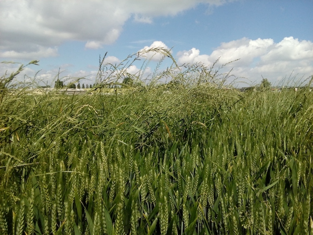 Foto 4 Lolium multiflorum resistente in frumento.jpg